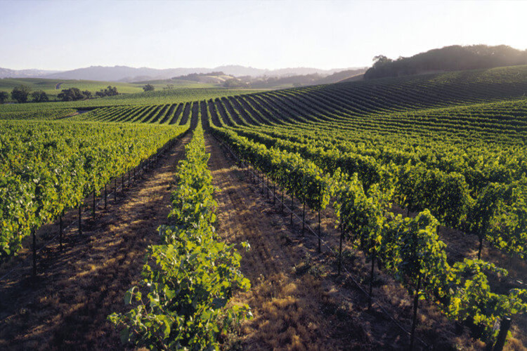 Canyon Road Winery