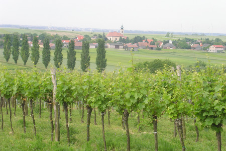 Weingut Veit