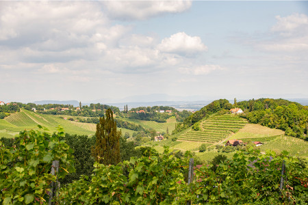 Weingut Polz