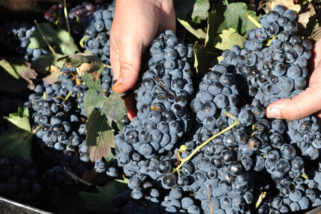 Bodegas Navarro López