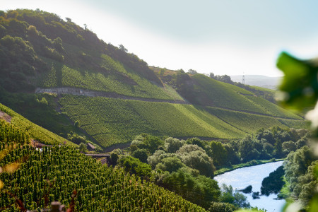 VDP.Weingut Reichsgraf von Kesselstatt