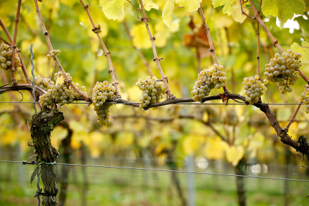 Weingut Steitz