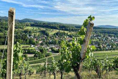 Weingut Walz