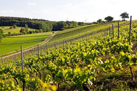 Weingut Steitz