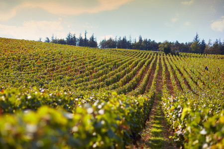 Domaine de la Bressande