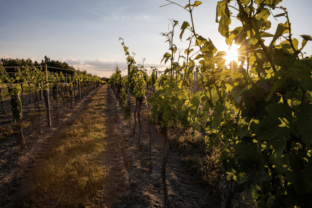 Weingut Salzl