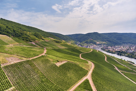 VDP.Weingut Dr. Loosen