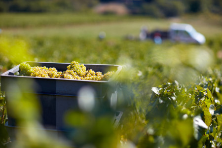 Domaine de la Bressande