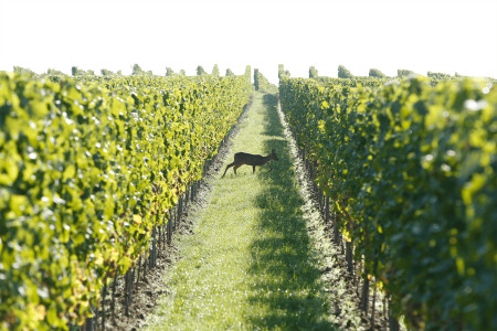 VDP.Weingut Künstler