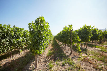 Quinta da Aveleda