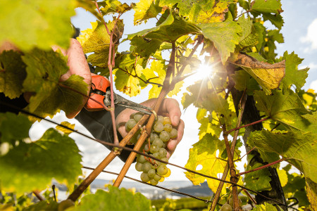 VDP.Weingut Balthasar Ress