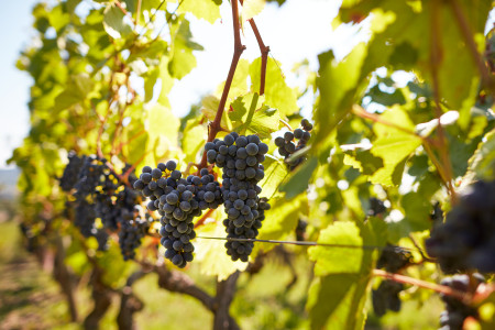 Domaine de la Bressande