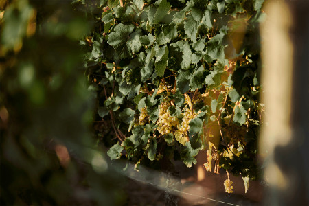 Weinmanufaktur Knyphausen