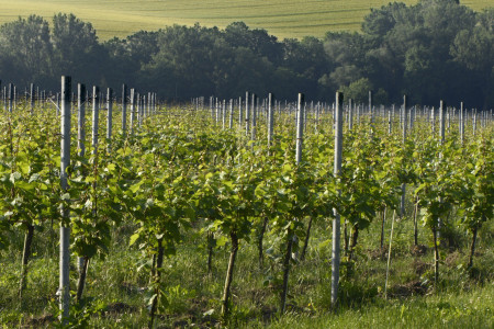 Winzervereinigung Freyburg-Unstrut