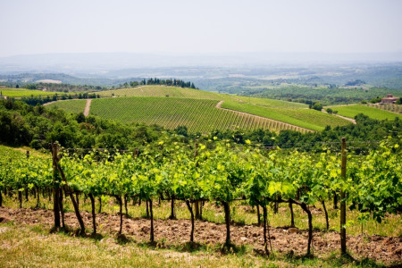 Azienda Uggiano