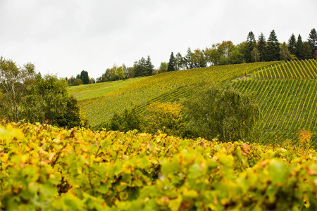 VDP.Weingut Balthasar Ress