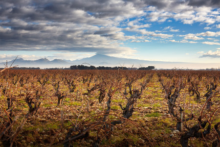 Château de Beaucastel