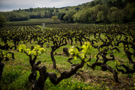 Commanderie de Peyrassol